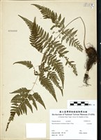 藏品(大金星蕨)的圖片